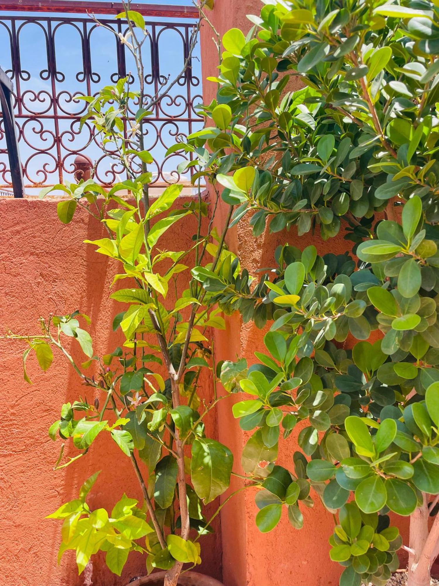Riad Ms Holidays Terrasse Privatise Marrakech Marrakesh Eksteriør bilde